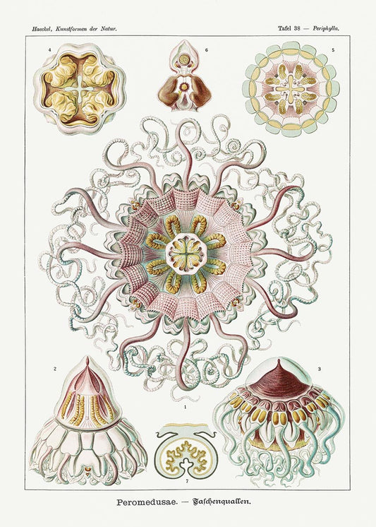 Peromedusae by Ernst Haeckel Poster