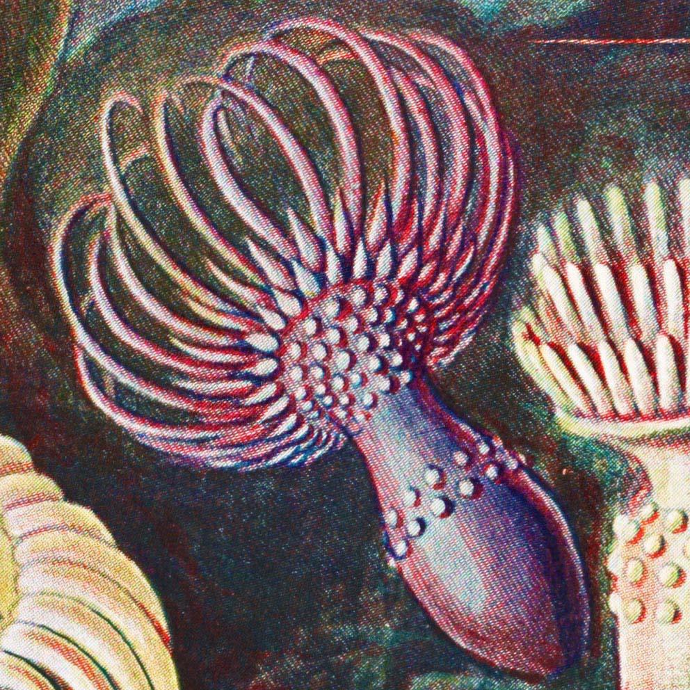 Actinia Anemones by Ernst Haeckel Poster with borders