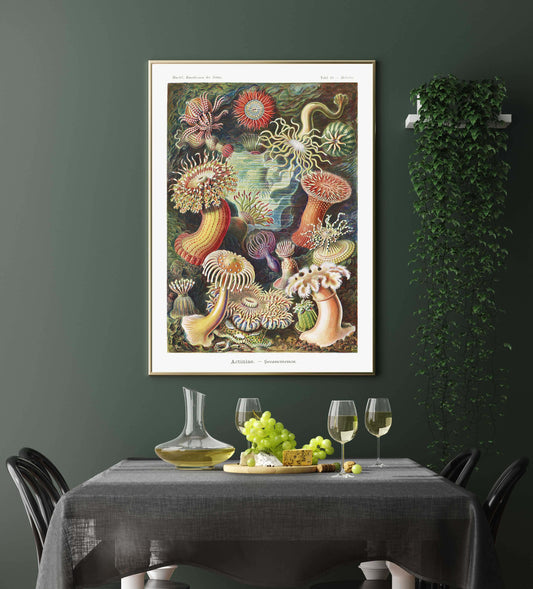 Actinia Anemones by Ernst Haeckel Poster with borders