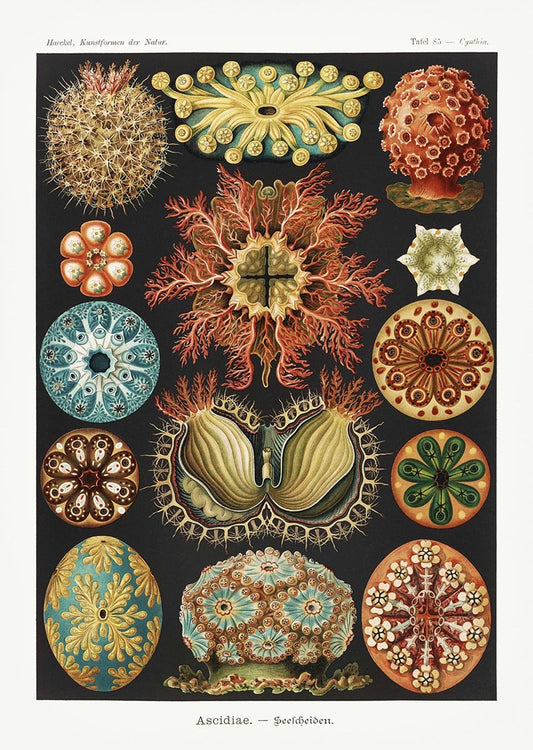 Ascidiae Colourful Corals Embryology by Ernst Haeckel Poster with borders