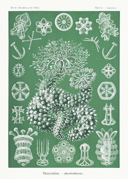Thuroidea by Ernst Haeckel Poster