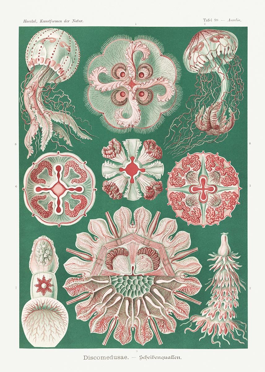 Discomedusae Green Pink by Ernst Haeckel Poster with borders