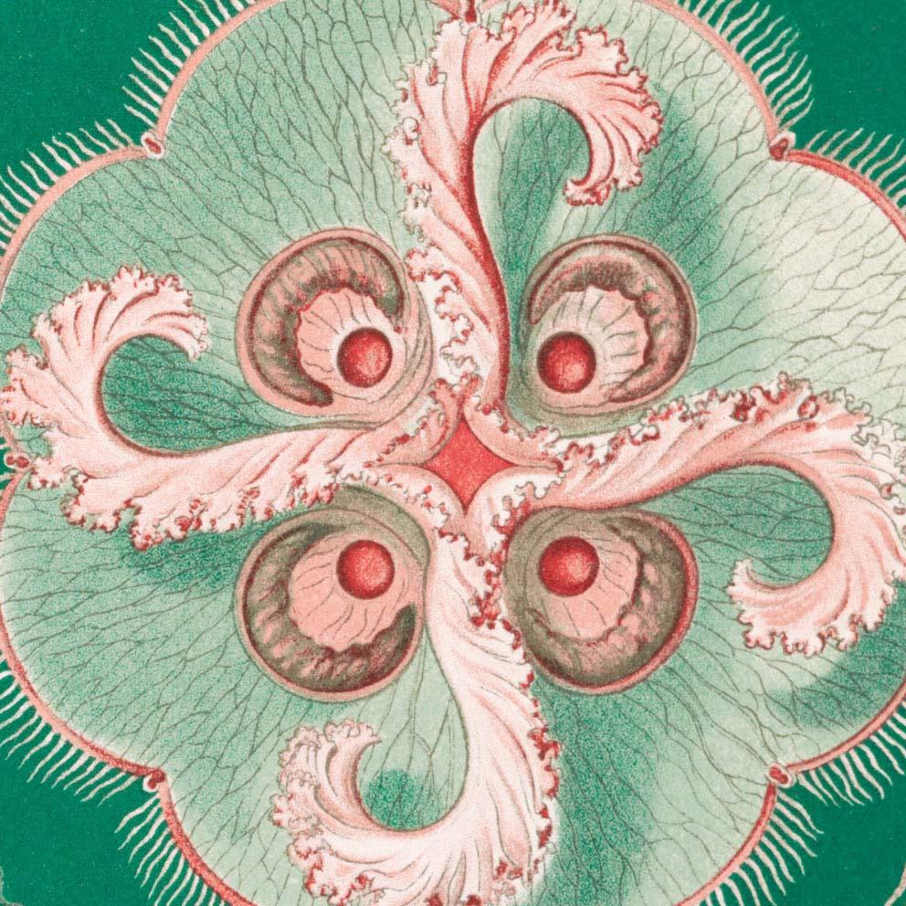 Discomedusae Green Pink by Ernst Haeckel Poster with borders