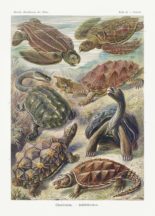 Chelonia by Ernst Haeckel Poster