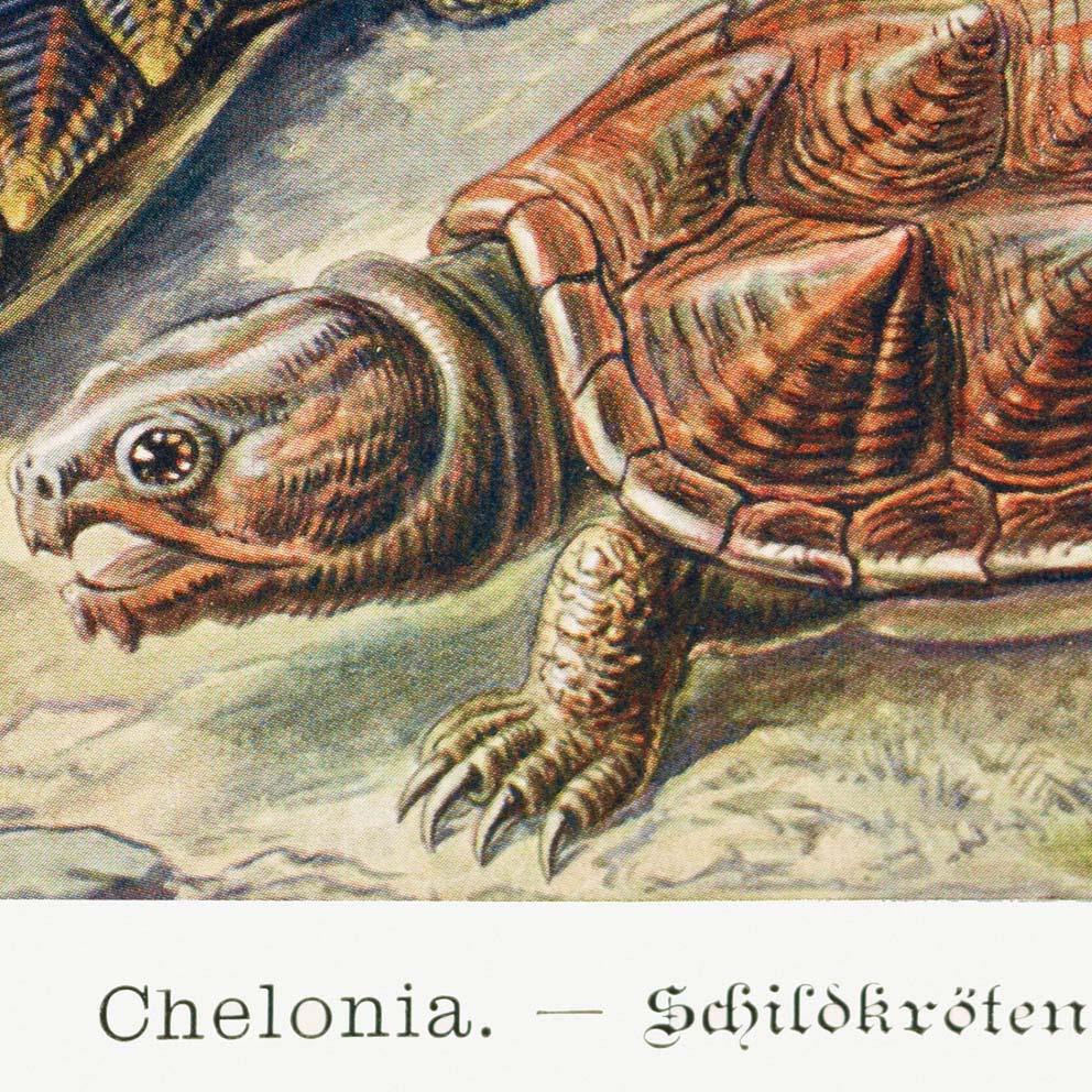 Chelonia by Ernst Haeckel Poster