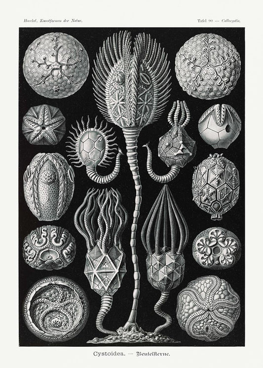 Cystoidea by Ernst Haeckel Poster