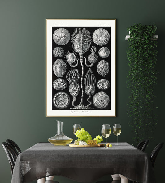 Cystoidea by Ernst Haeckel Poster