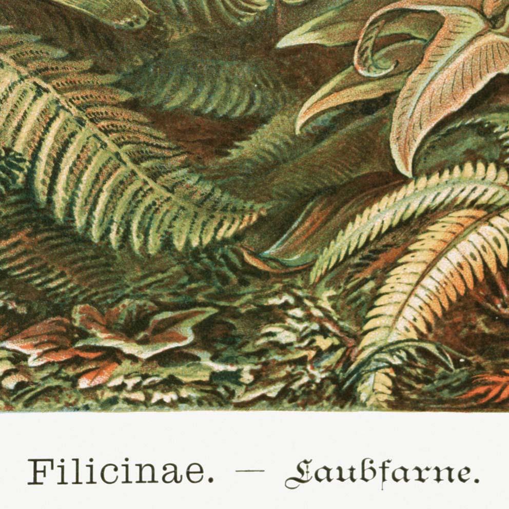 Filicinae Palm Tree by Ernst Haeckel Poster with borders