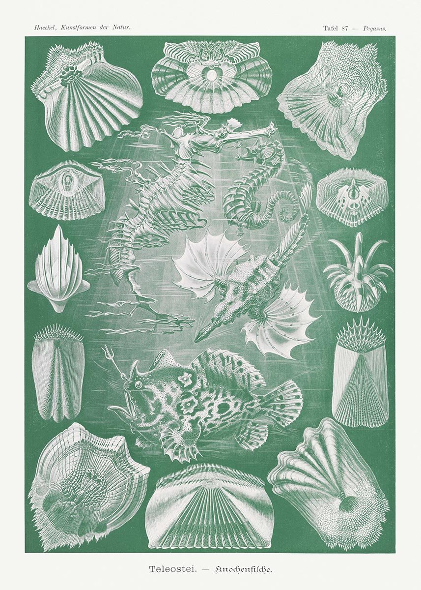 Teleostei by Ernst Haeckel Poster