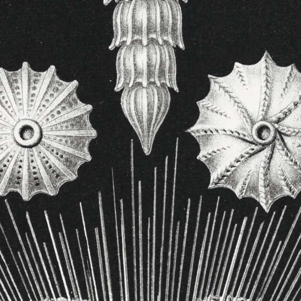 Thalamophora by Ernst Haeckel Poster