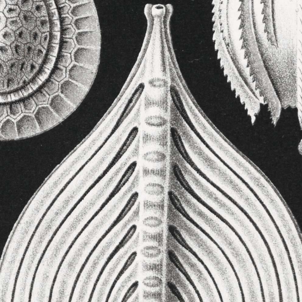 Thalamophora by Ernst Haeckel Poster