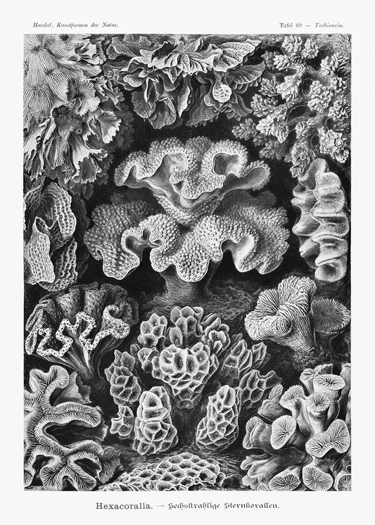Hexacoralla I by Ernst Haeckel Poster
