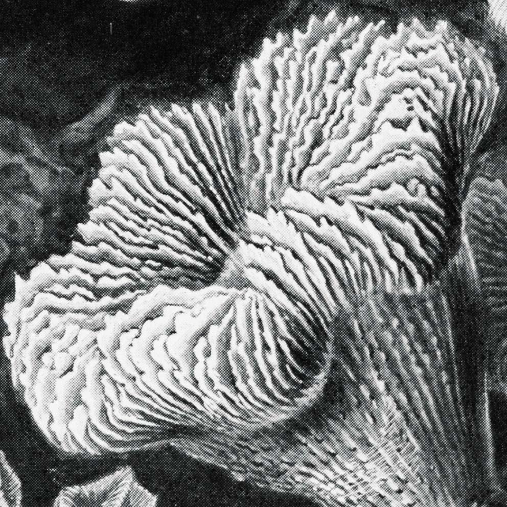 Hexacoralla I by Ernst Haeckel Poster