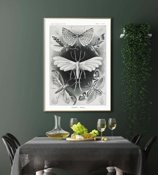 Tineida Moths by Ernst Haeckel Poster