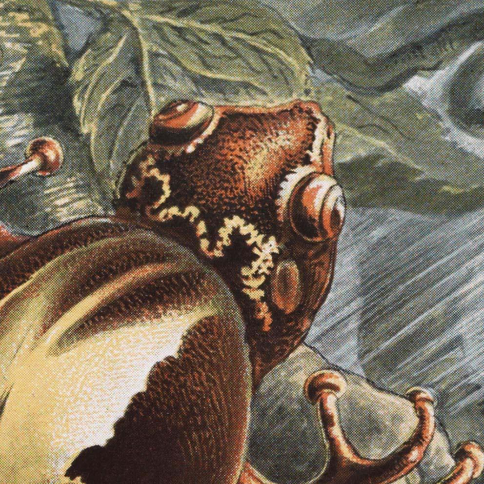 Batrachia by Ernst Haeckel Poster