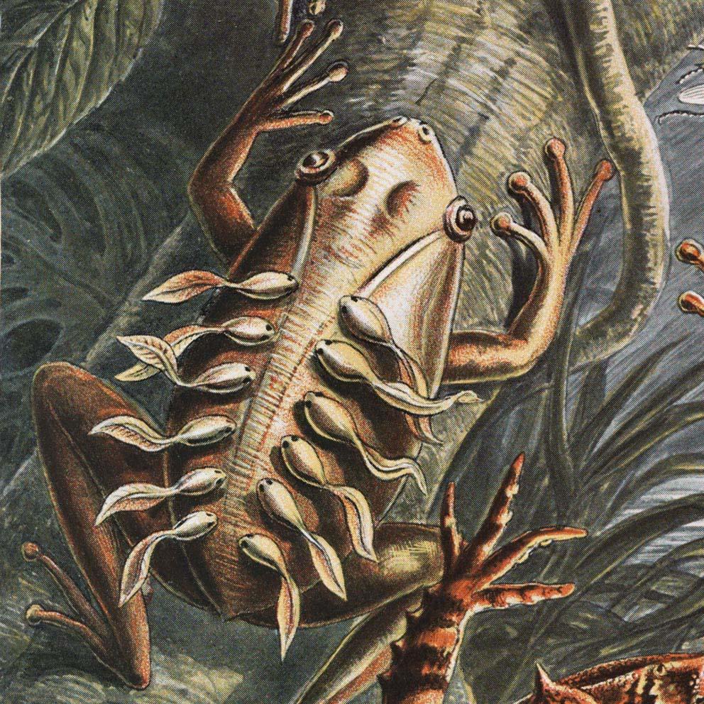 Batrachia by Ernst Haeckel Poster