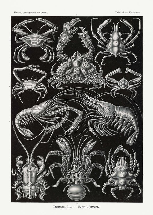 Decapoda by Ernst Haeckel Poster
