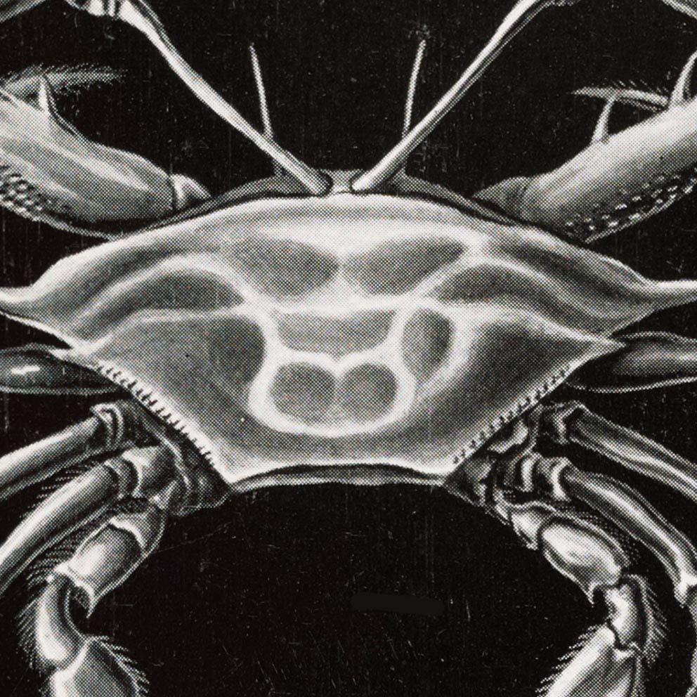 Decapoda by Ernst Haeckel Poster