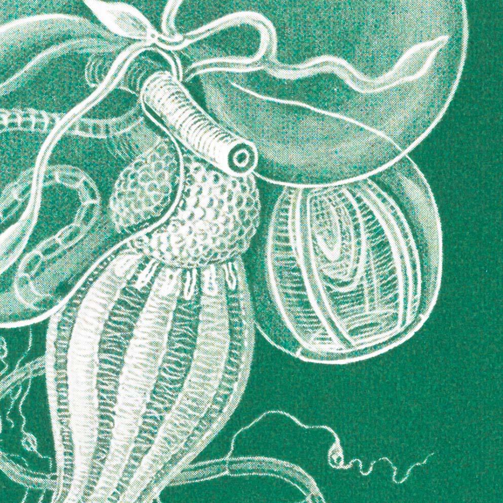 Siphonophorae I by Ernst Haeckel Poster