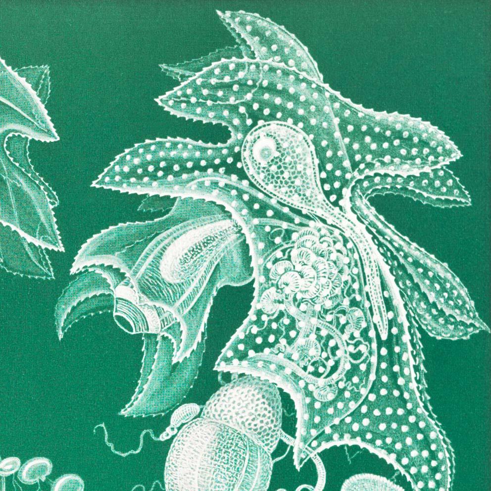 Siphonophorae I by Ernst Haeckel Poster