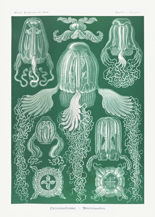 Cubomedusae by Ernst Haeckel Poster
