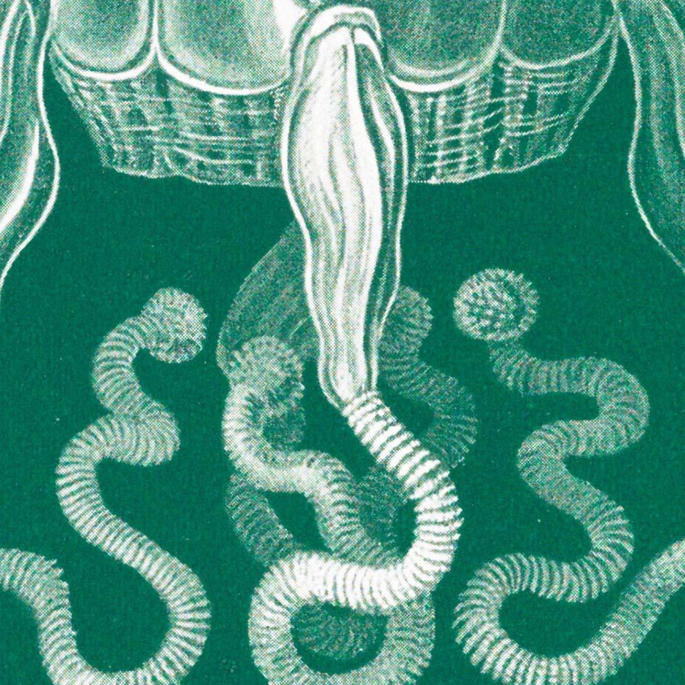 Cubomedusae by Ernst Haeckel Poster