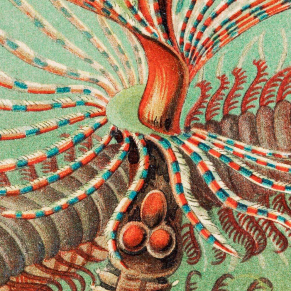 Chaetopoda by Ernst Haeckel Poster