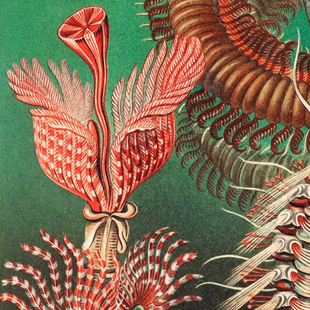 Chaetopoda by Ernst Haeckel Poster