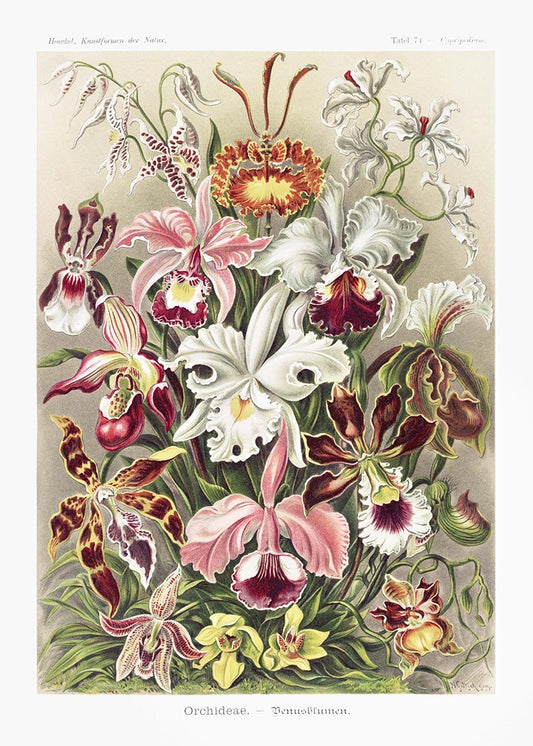 Orchideae Lilly Flowers by Ernst Haeckel Poster with borders