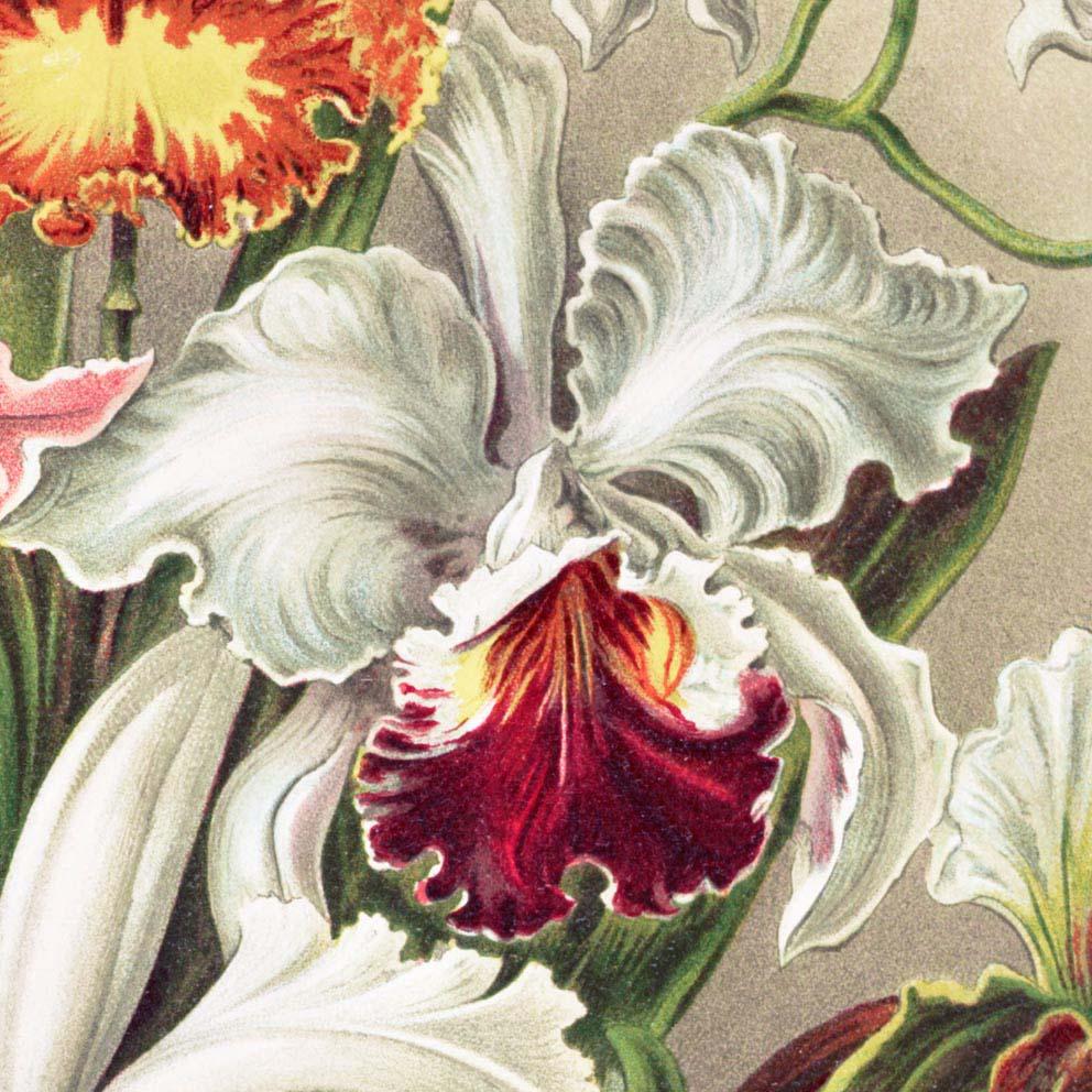 Orchideae Lilly Flowers by Ernst Haeckel Poster with borders