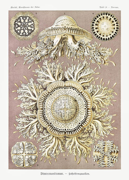 Discomedusae II by Ernst Haeckel Poster