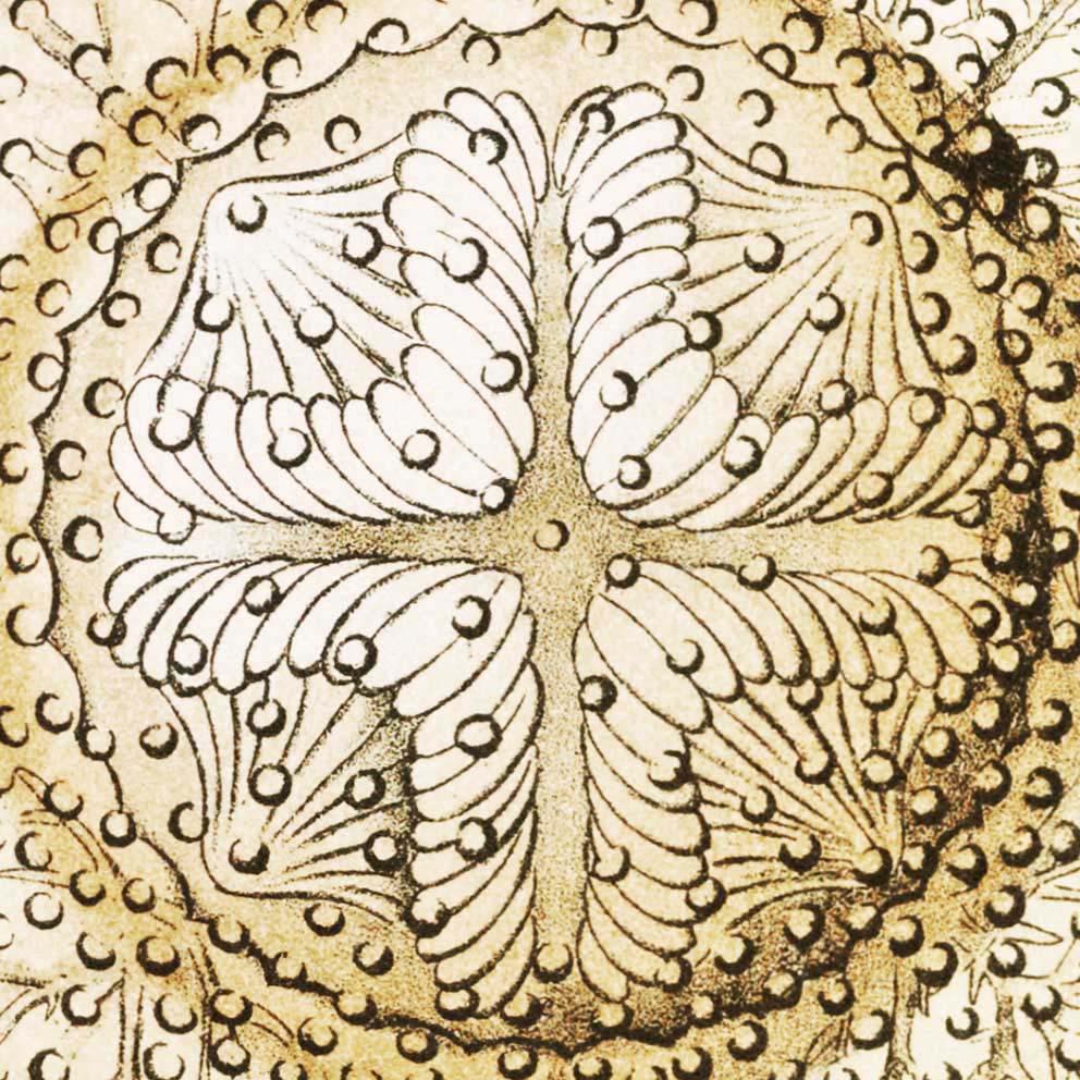 Discomedusae II by Ernst Haeckel Poster