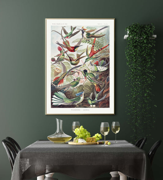 Birds of Paradise by Ernst Haeckel Poster with a white border