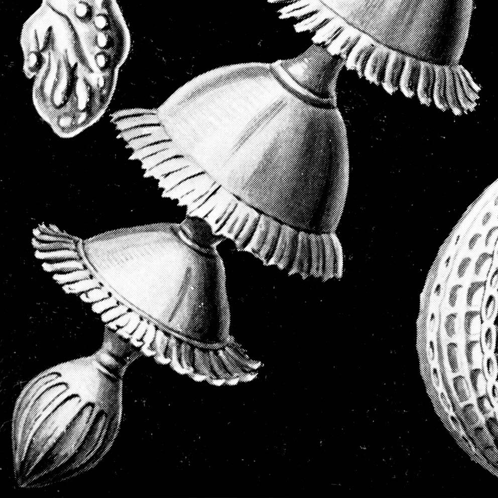 Talamophora by Ernst Haeckel Poster