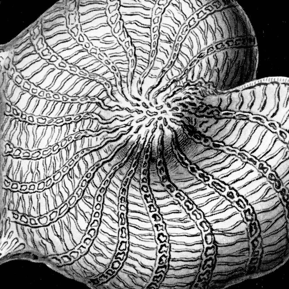Talamophora by Ernst Haeckel Poster