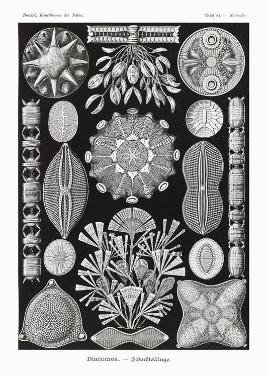 Diatomea by Ernst Haeckel Poster