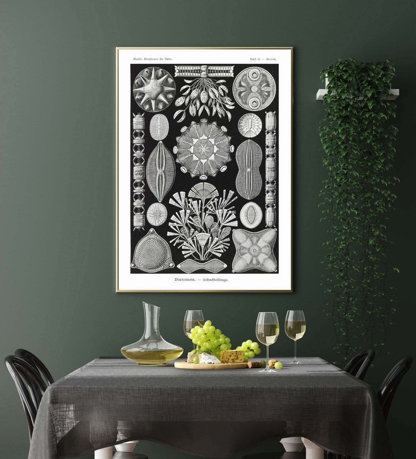 Diatomea by Ernst Haeckel Poster