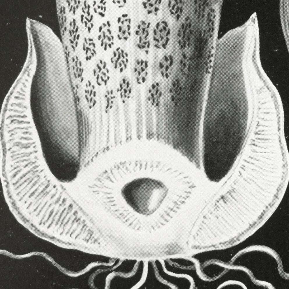 Basimycetes by Ernst Haeckel Poster