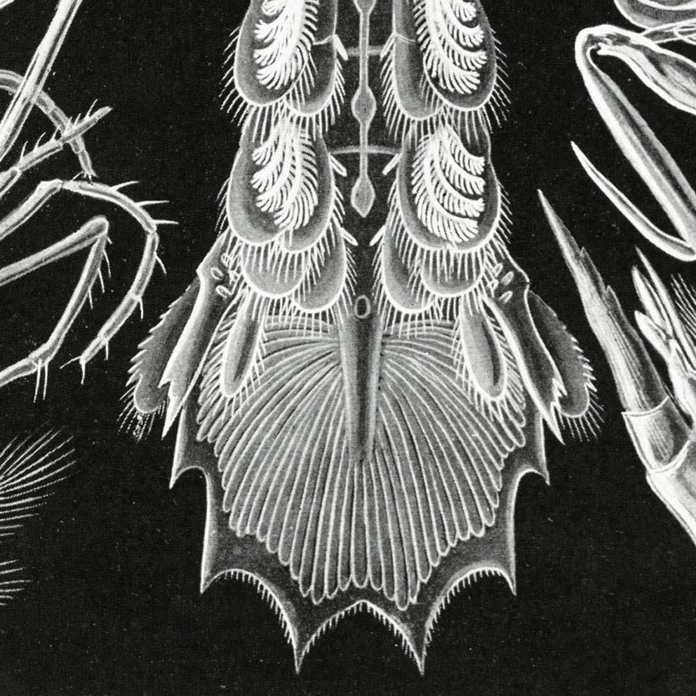 Thoracostraca by Ernst Haeckel Poster