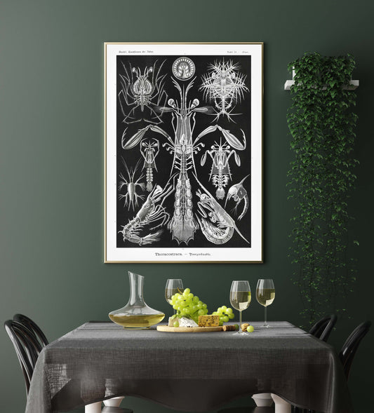 Thoracostraca by Ernst Haeckel Poster