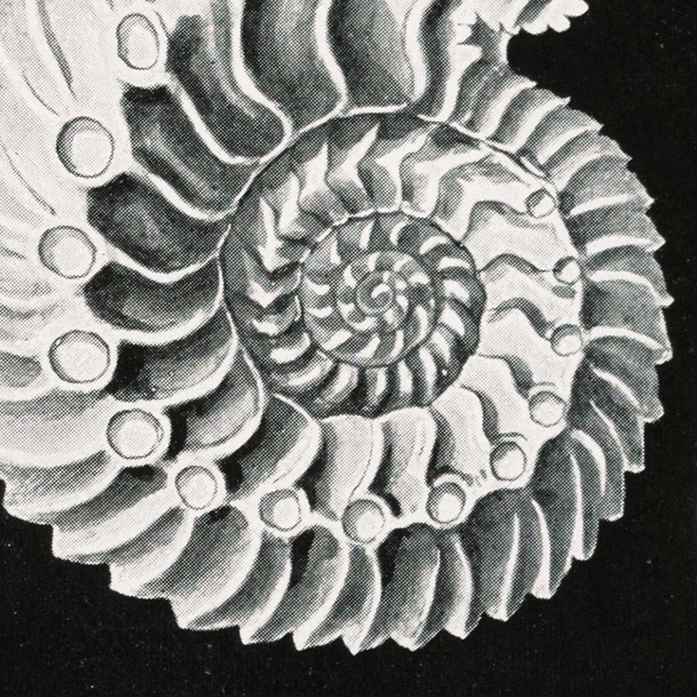 Ammonitida by Ernst Haeckel Poster