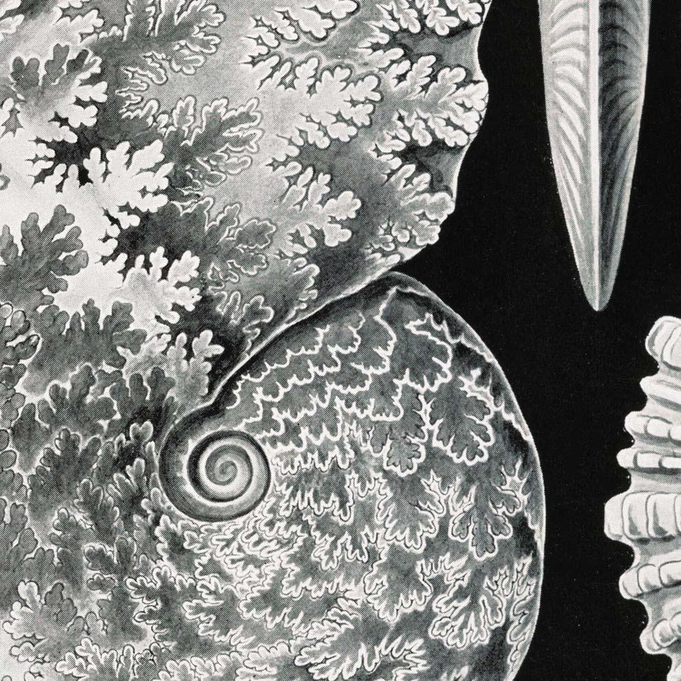 Ammonitida by Ernst Haeckel Poster