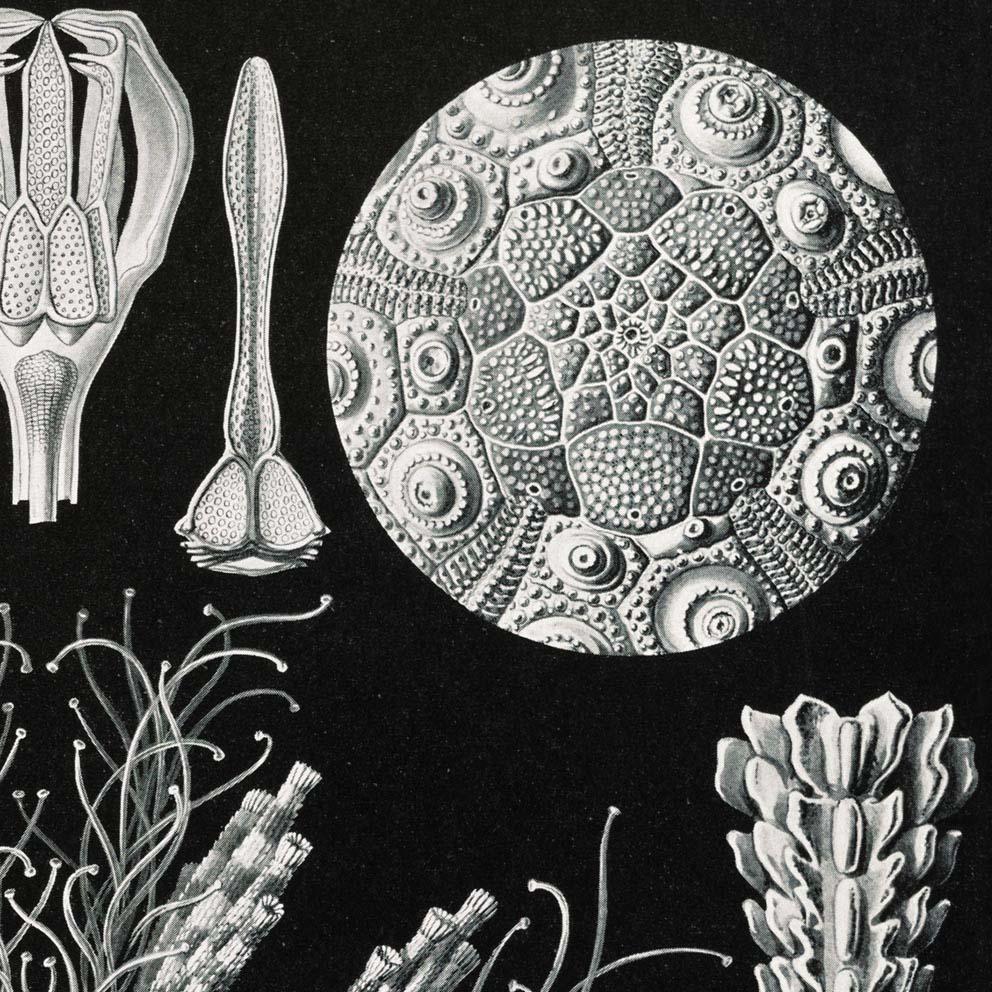 Echinidea by Ernst Haeckel Poster