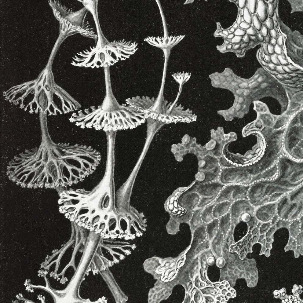 Lichenes by Ernst Haeckel Poster