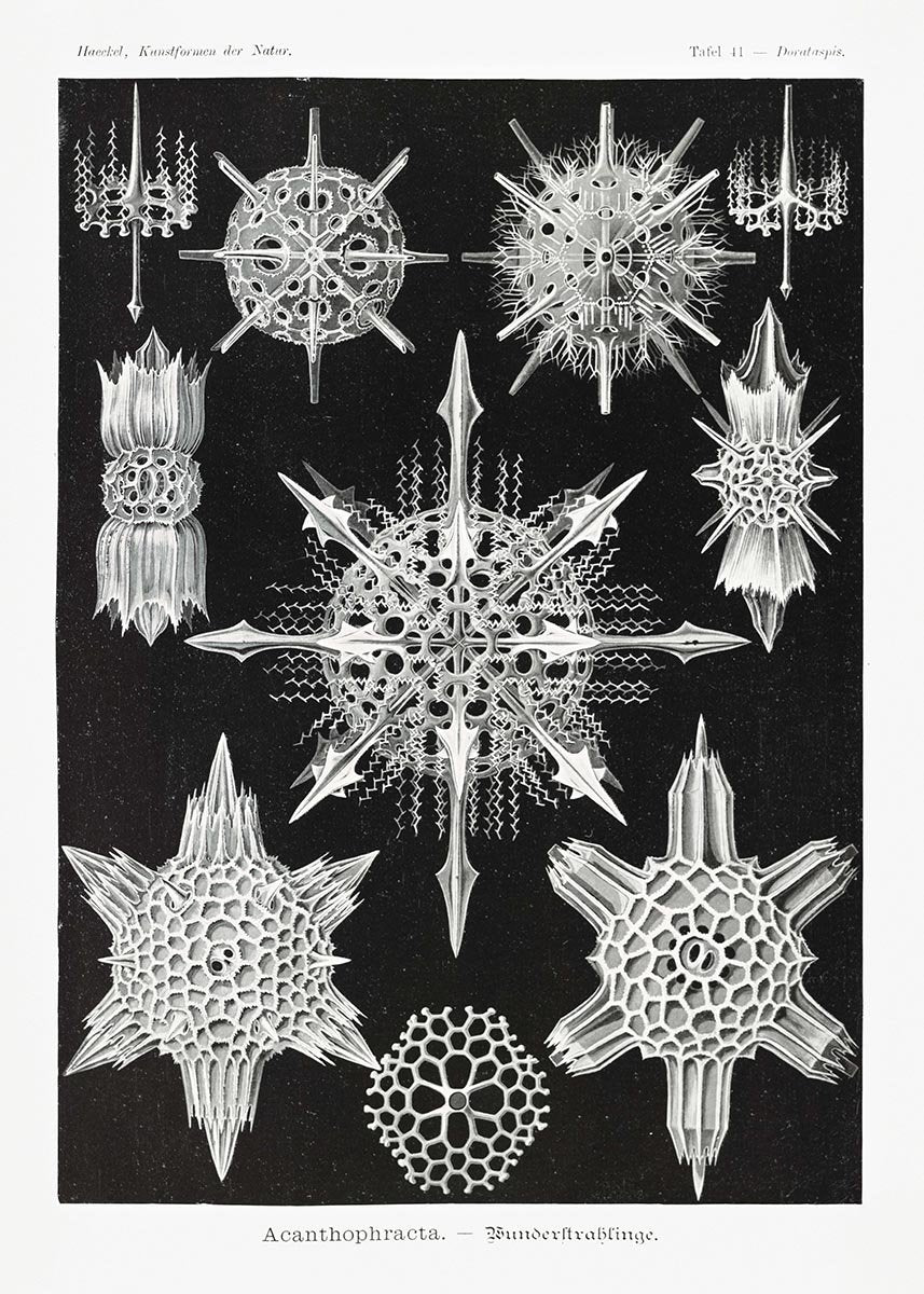 Acanthophracta by Ernst Haeckel Poster