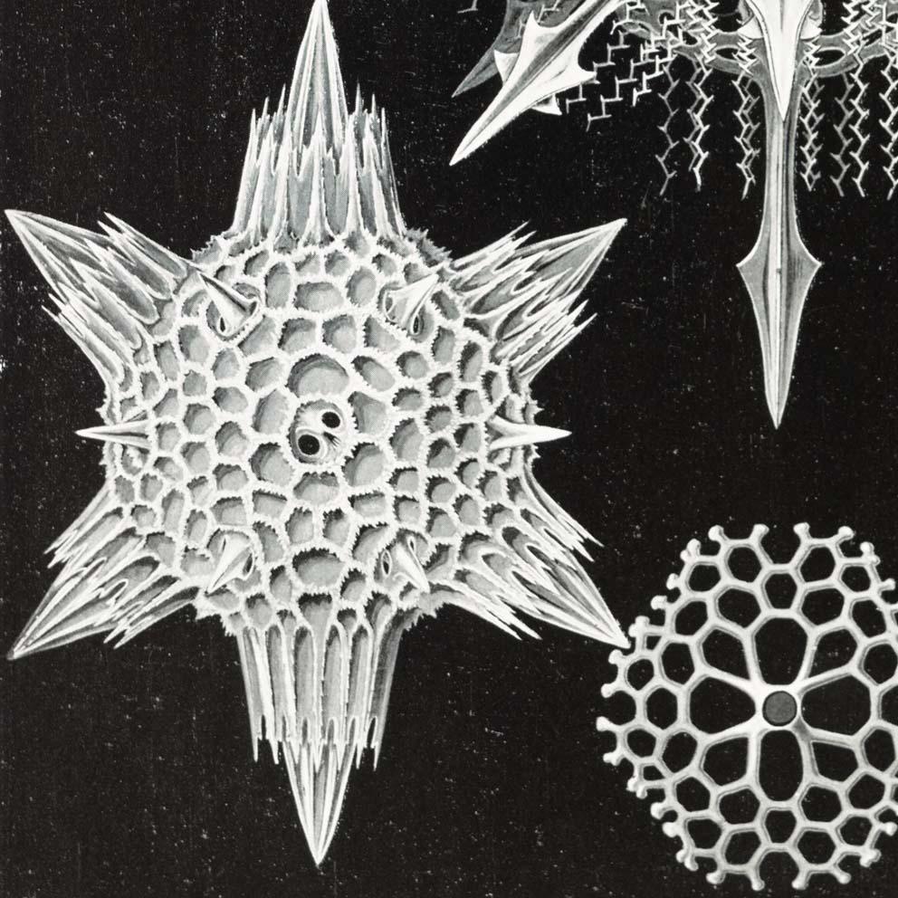 Acanthophracta by Ernst Haeckel Poster