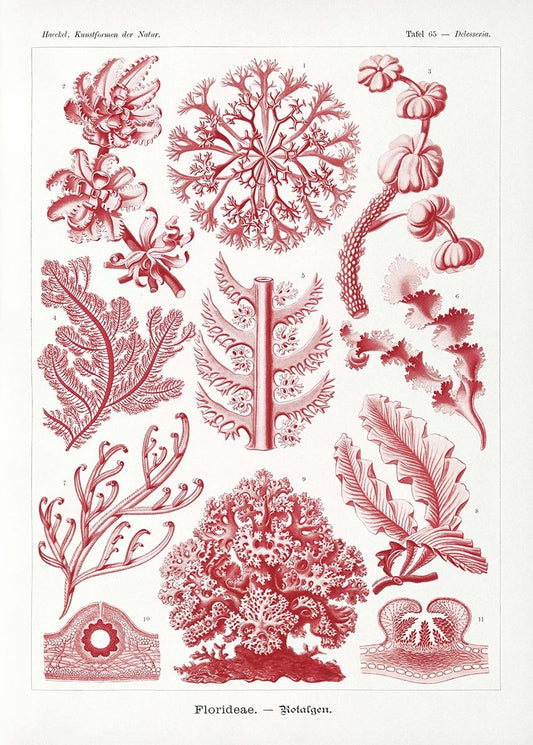 Florideae by Ernst Haeckel Poster