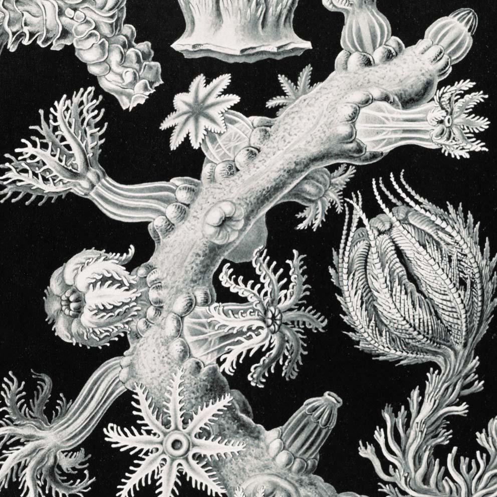 Gorgonida by Ernst Haeckel Poster