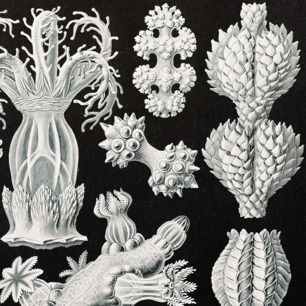 Gorgonida by Ernst Haeckel Poster