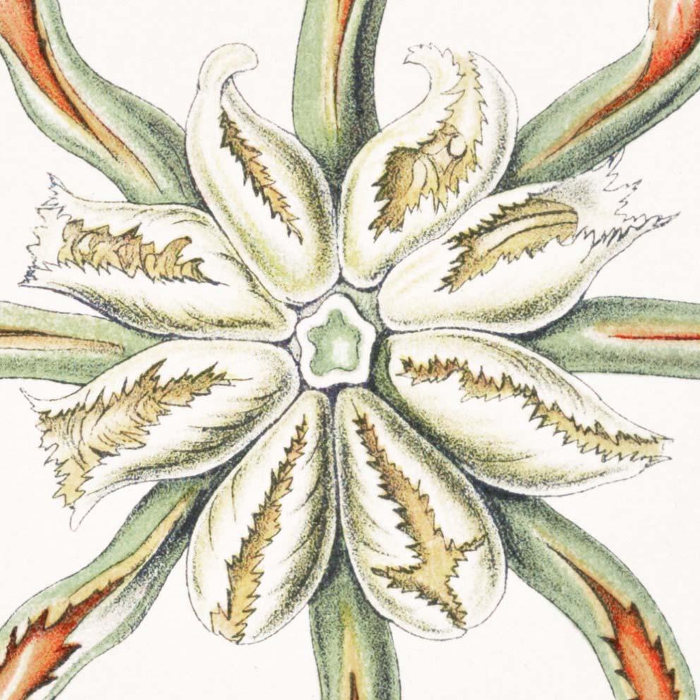 Hepaticae by Ernst Haeckel Poster